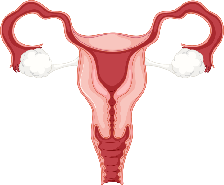 Diagram of the internal female reproductive system