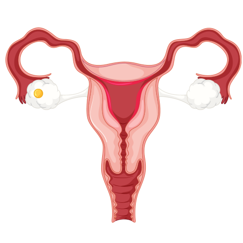 The uterus and ovaries at this step of the cycle